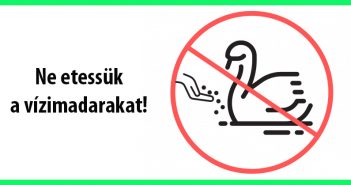 Felesleges, sőt rendkívül veszélyes a vízimadarak etetése