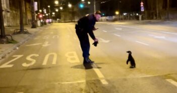 Pingvint fogtak a rendőrök a Dózsa György úton