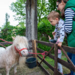 I. Családi nap a Mogyoródi úti sportpályán - fotó