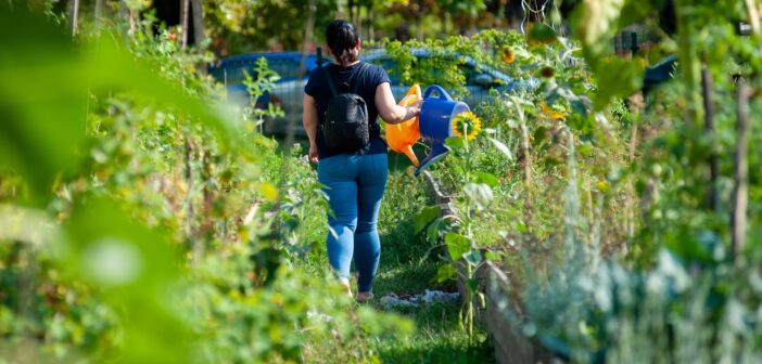 Piknik a Padlizsán utcai közösségi kertben